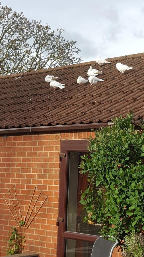 The White Dove Bed And Breakfast With Glamping Newark Showground المظهر الخارجي الصورة
